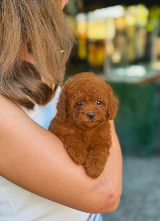 Tedy Poodle